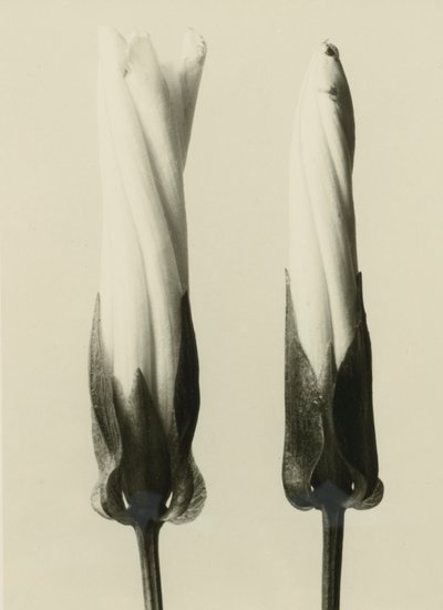 Calystegia sepium by Karl Blossfeldt